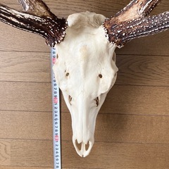 北海道エゾ鹿の角頭蓋骨付き　スケルトンの画像