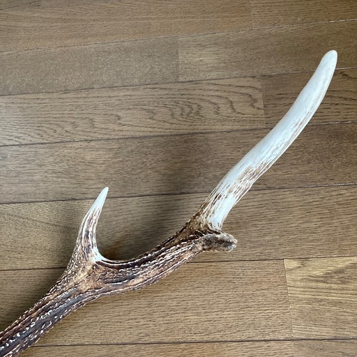 北海道エゾ鹿の角頭蓋骨付き スケルトン