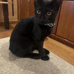 【代理投稿】野良黒猫君のお家探し🏠️家族になって下さい。【ずっと...