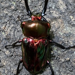 取引中　特赤　ニジイロクワガタ　ガッチリ　ホワイトアイ