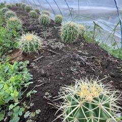 金鯱　サボテン　発送可能の画像