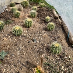 金鯱　サボテン　発送可能の画像