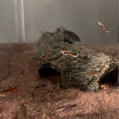 【エンペラーテトラ】熱帯魚　オス、メス