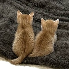 【トライアル中・募集中断中】かわいい茶色の兄弟猫2匹の里親募集！