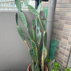 ウチワサボテン