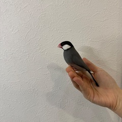 文鳥の里親になって下さる方を急募しています