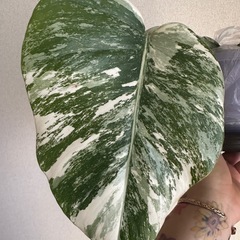 斑入り モンステラの画像