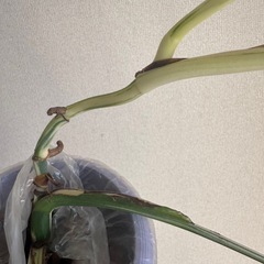 斑入り モンステラの画像