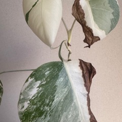 斑入り モンステラの画像