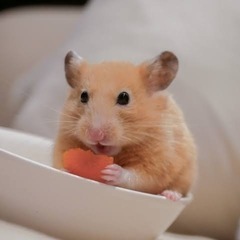 ハムスター好きな方🐹✨