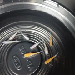 9/23めだか販売の画像