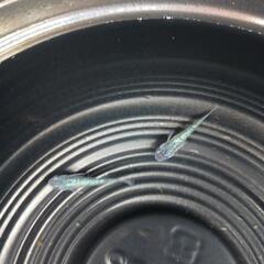 9/23めだか販売の画像