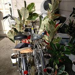 観葉植物