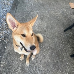 犬里親募集