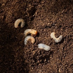 カブトムシ幼虫　　　カブトムシ　
