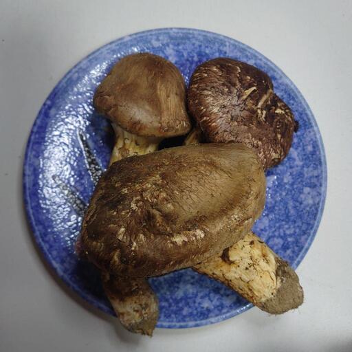松茸