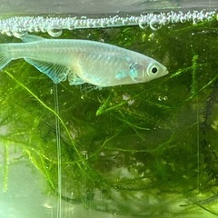 メダカ15匹と水草無くなり次第終了しますの画像