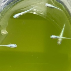 メダカ15匹と水草無くなり次第終了しますの画像