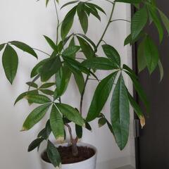 観葉植物 パキラ？