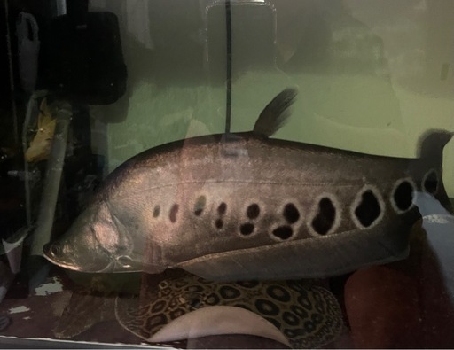 売約済み　10/4まで5,000円　スポッテットナイフ　熱帯魚　大型魚　アロワナ