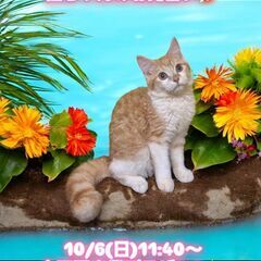 10/6(日)譲渡会。生後4ヵ月足長ミヌエット♂(⋈◍＞◡＜◍)...