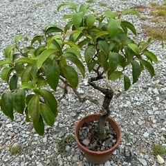 ③植木🪴観葉植物他