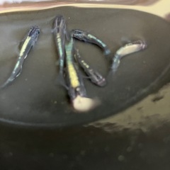 メダカ…(かぶき)の画像
