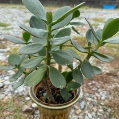 ④植木🪴観葉植物他