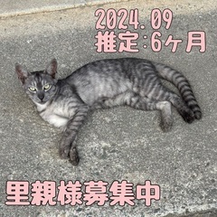 【耳カット直前】気品溢れるグレートラガール（♀）