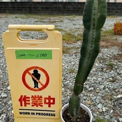 ④植木🪴観葉植物他