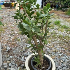 ⑤植木🪴観葉植物他