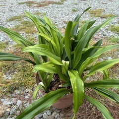 ⑦植木🪴観葉植物他