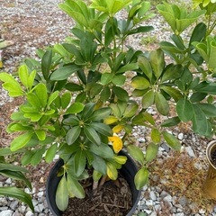 ⑧植木🪴観葉植物