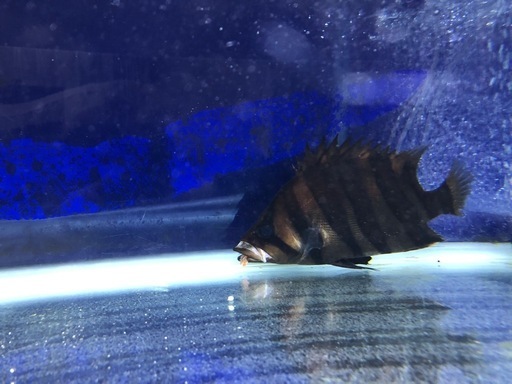 ダトニオプラスワン