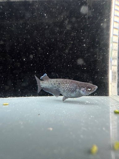 メダカ【プレアデス】若魚(ヘテロ)(ブルー/アースアイ因子持ち)①ペア　ヒトミダメダカ様血統　準直系【高級魚】