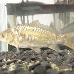 ドイツゴイ(黒)の稚魚～幼魚