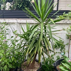 [植物売ります] ユッカ エレファンティペス