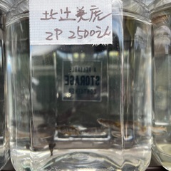 今日でラスト格安メダカ販売