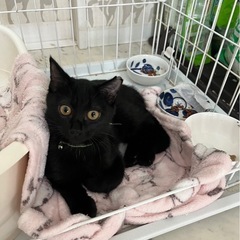 5ヶ月の女の子🐈‍⬛