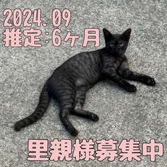 やや丸顔の黒トラくん（♂）