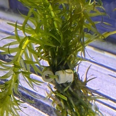 No..1　水量多く澄んだ川で採取した水草アナカリスになります。...