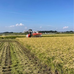 取引中21令和6年度産 『コシヒカリ』　玄米　30kgの画像