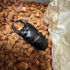 国産オオクワガタ　能勢YG BE-KUWA84.7血統　インライ...
