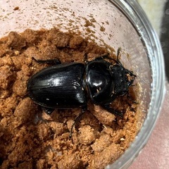 国産オオクワガタ　能勢YG BE-KUWA84.7血統　インライン　オス・メスペア　の画像