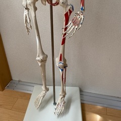 【取引終了
】骨模型スタンド付き　85cmの画像