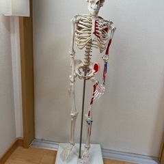 【取引終了
】骨模型スタンド付き　85cm