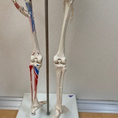 【取引終了
】骨模型スタンド付き　85cmの画像