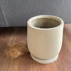 観葉植物　鉢　