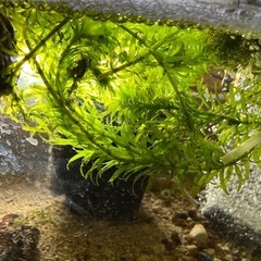 No..2　水量多く豊かな川で採取したて水草アナカリスです。10...