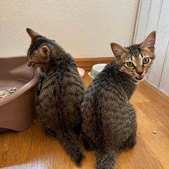 オス猫兄弟2匹